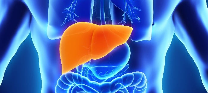 Reversing Fatty Liver Disease